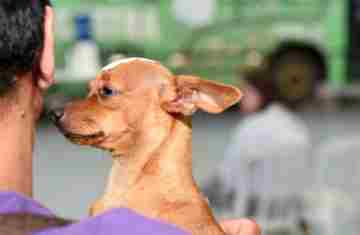 Quatiguá, Japurá, Goioxim e mais: CastraPet vai passar por 33 municípios em março